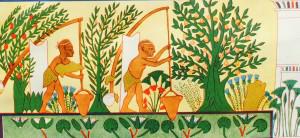 Поливка сада при помощи шадухов. Роспись из гробницы Ипуи в Фивах. Египет. XIX династия.