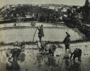 Посадка риса. Фотография. 1888 г.